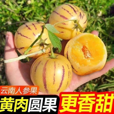 云南石林人参果个大多汁香甜对接市场社区团购一件代发