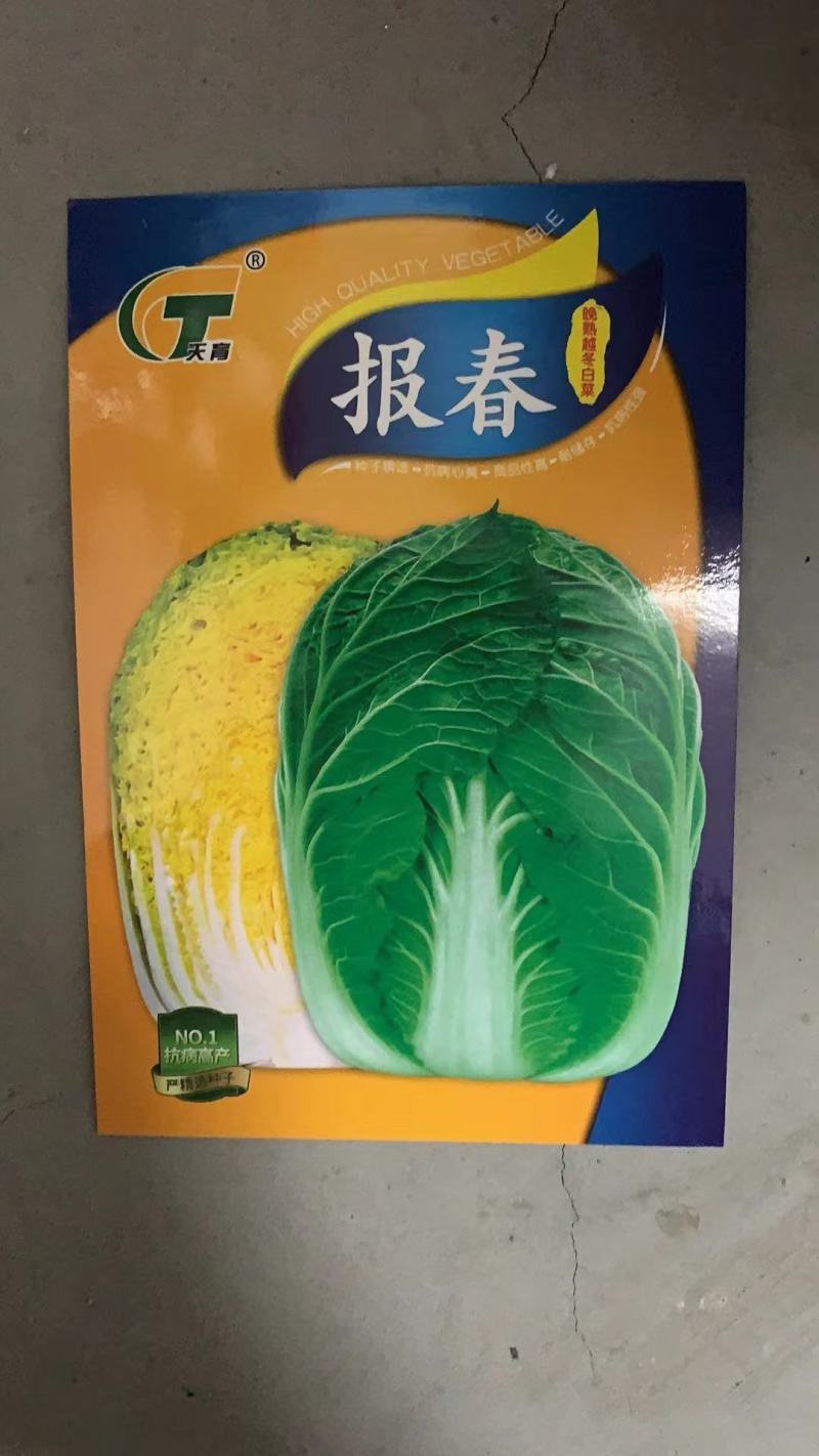 寒悦黄心露地越冬白菜种子耐寒性强5斤抗根肿病产量高口感好