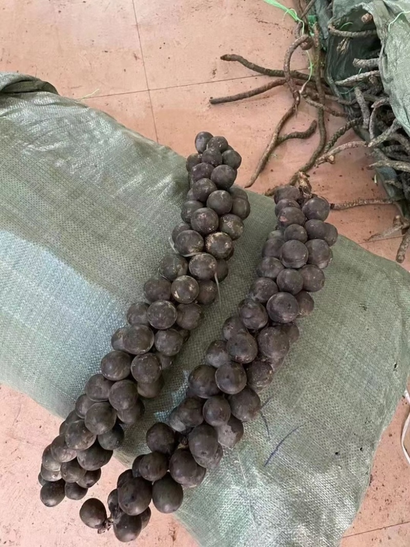 追风果批发越南追风果大果好货