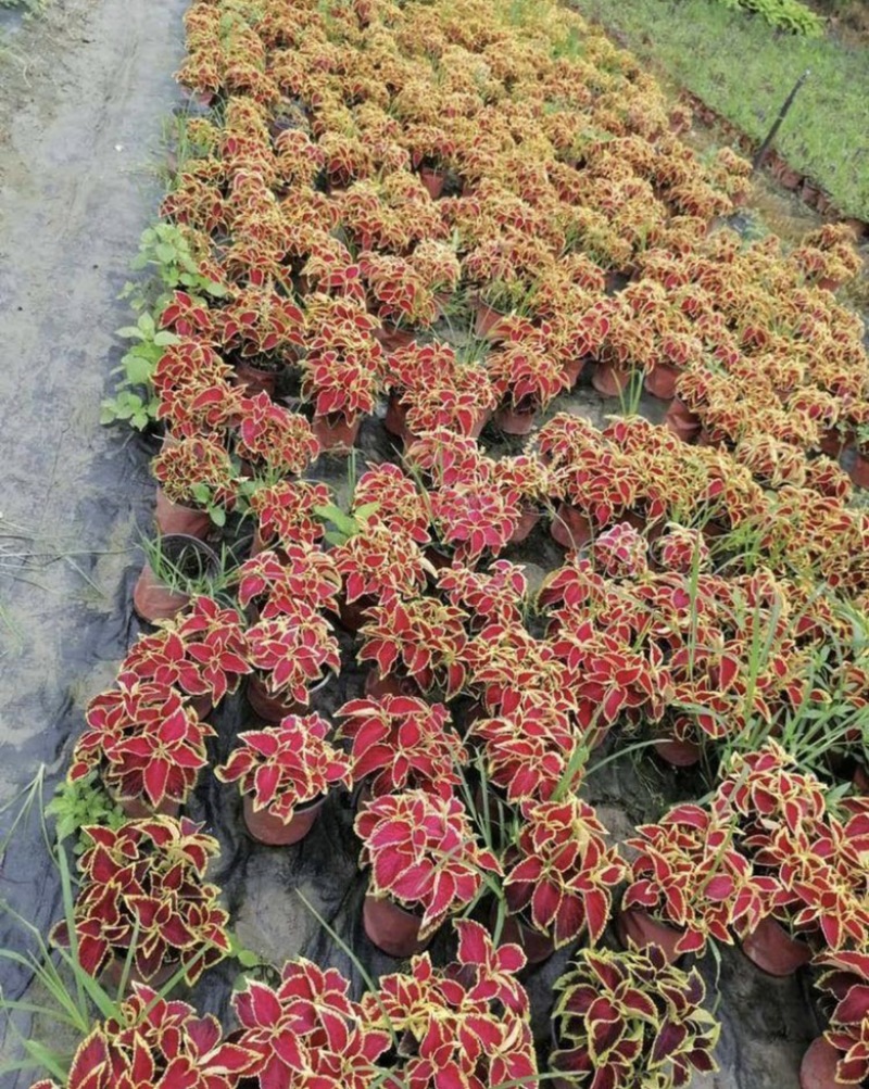 观叶植物彩叶草彩叶草杯苗爆盆的彩叶草支持苗圃看货