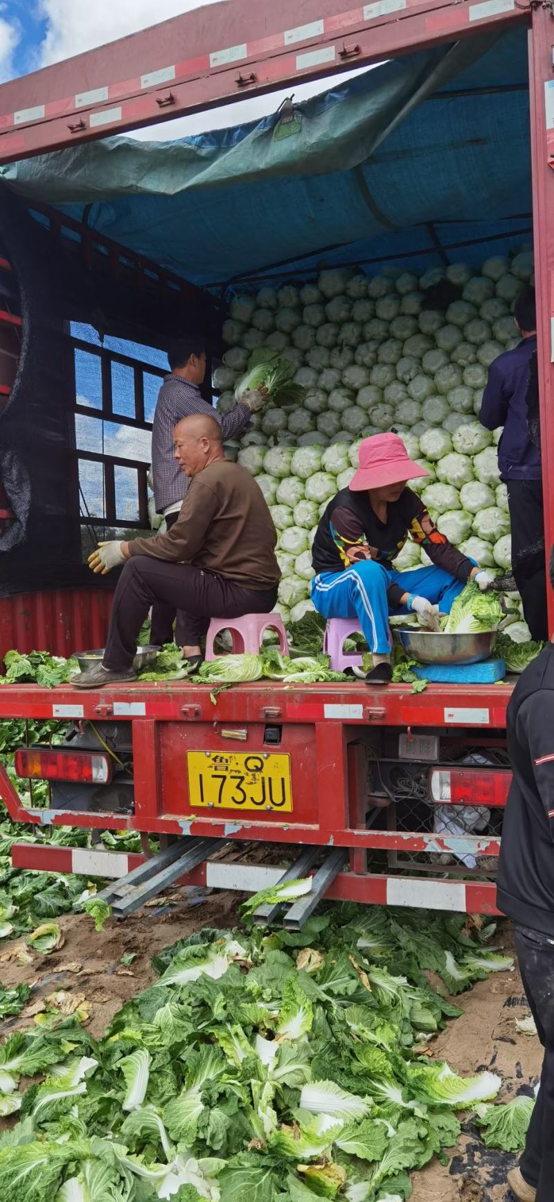 寒悦黄心露地越冬白菜种子耐寒性强5斤抗根肿病产量高口感好