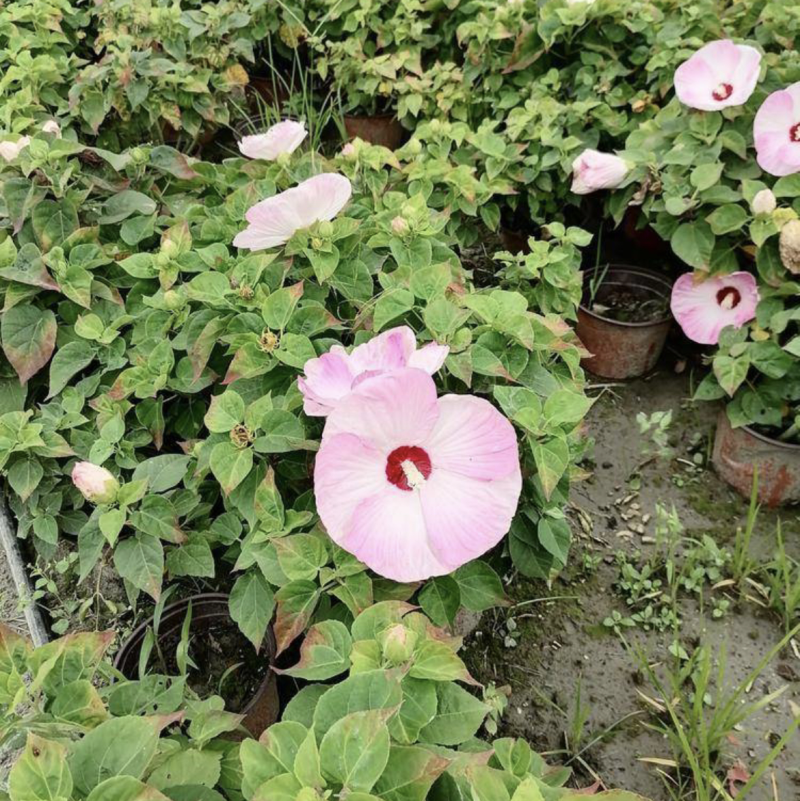 红芙蓉芙蓉菊双色杯出售，红色粉色的芙蓉菊，成都货源
