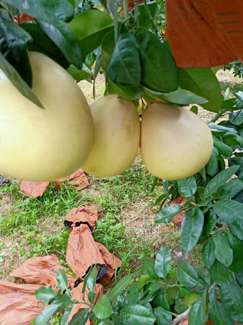 三红柚子