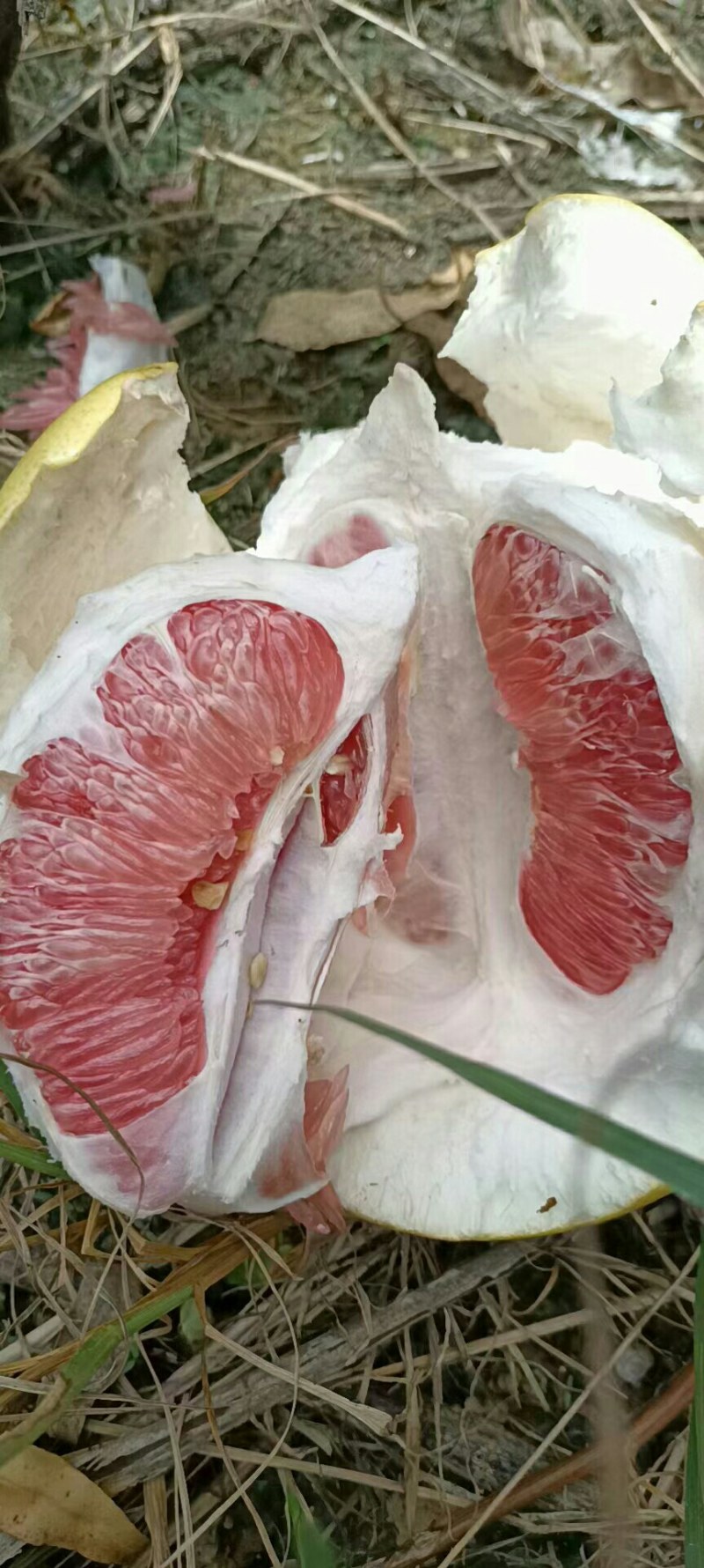 三红柚子