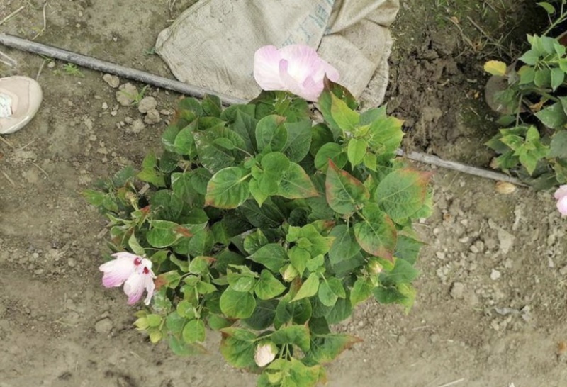 红芙蓉芙蓉菊双色杯出售，红色粉色的芙蓉菊，成都货源