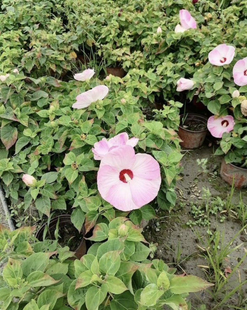 红芙蓉芙蓉菊双色杯出售，红色粉色的芙蓉菊，成都货源