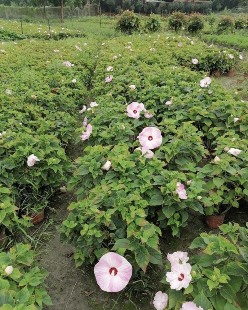 红芙蓉芙蓉菊双色杯出售，红色粉色的芙蓉菊，成都货源