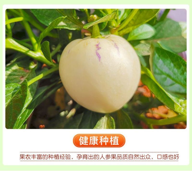 云南石林人参果支持各大平台一件代发，市场批发，社区团购