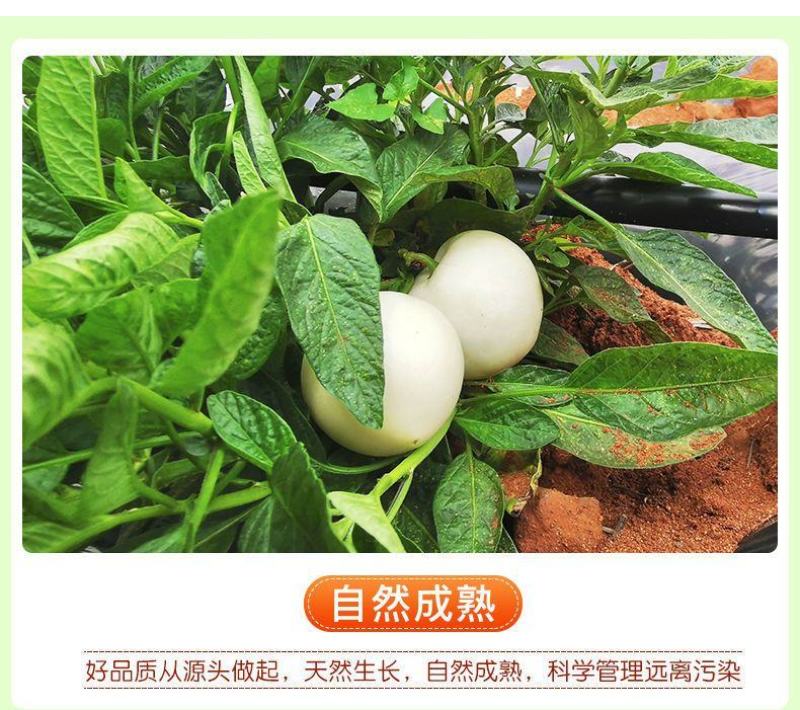 云南石林人参果支持各大平台一件代发，市场批发，社区团购