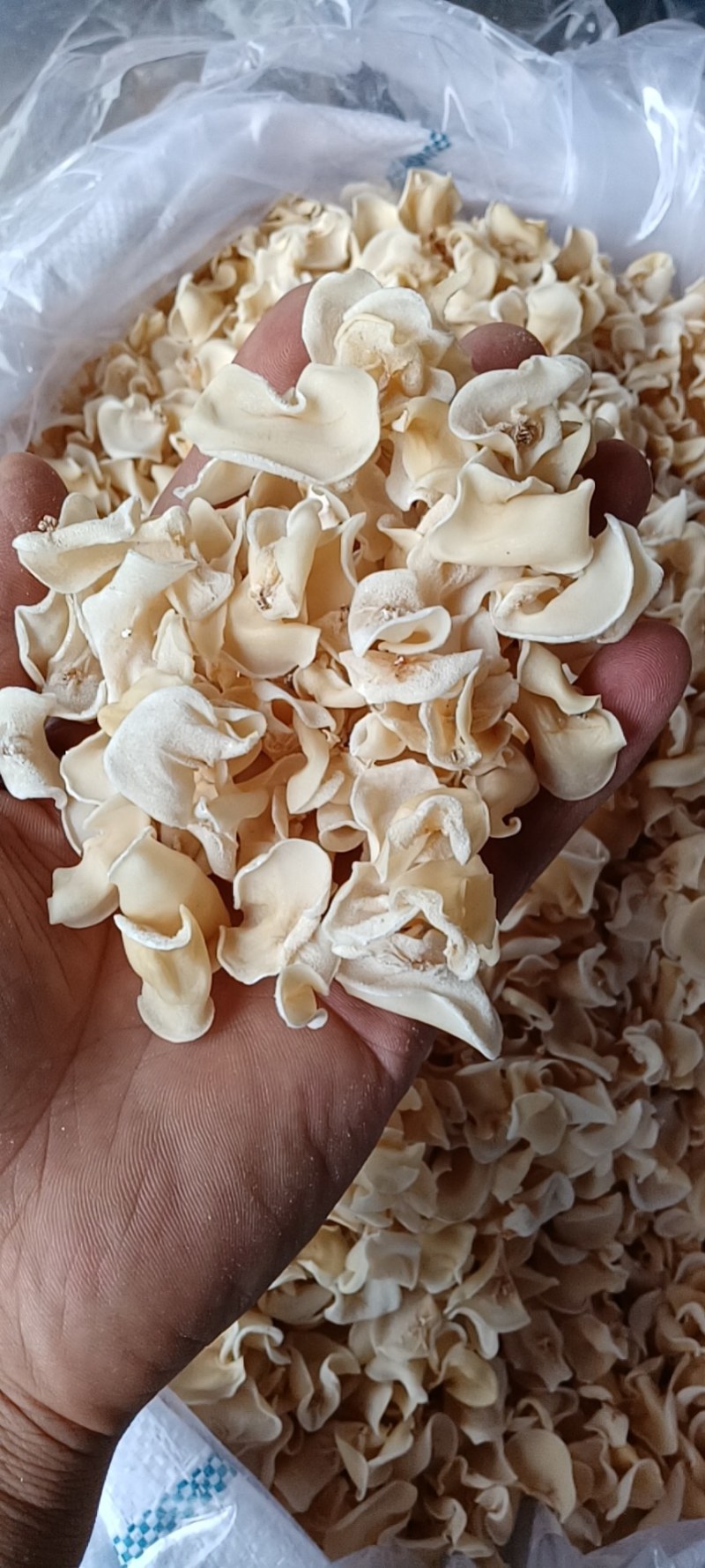 玉木耳，白木耳