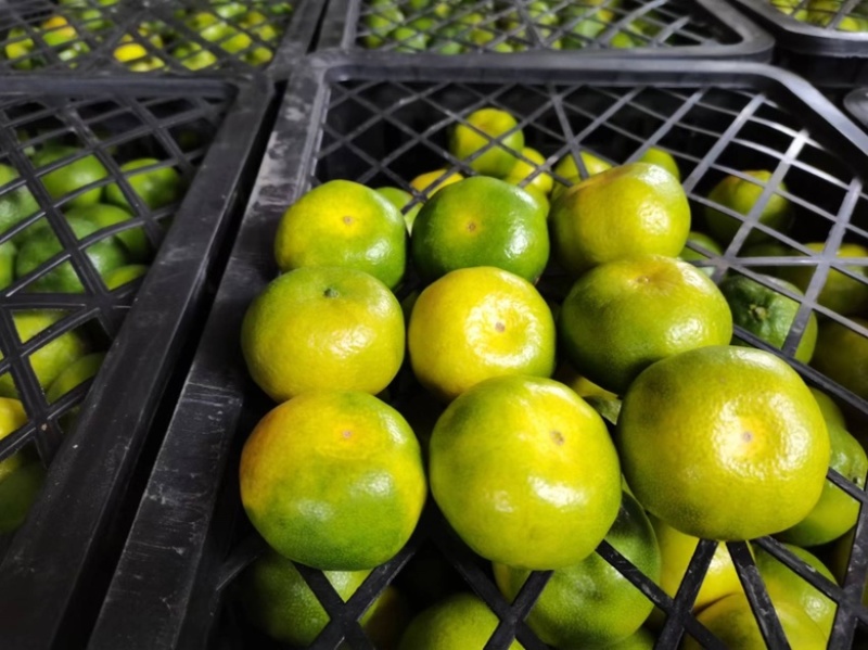 【热烈推荐】湖北秭归蜜橘特早新鲜上市货源充足代发全国