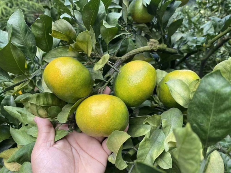 【热烈推荐】湖北秭归蜜橘特早新鲜上市货源充足代发全国