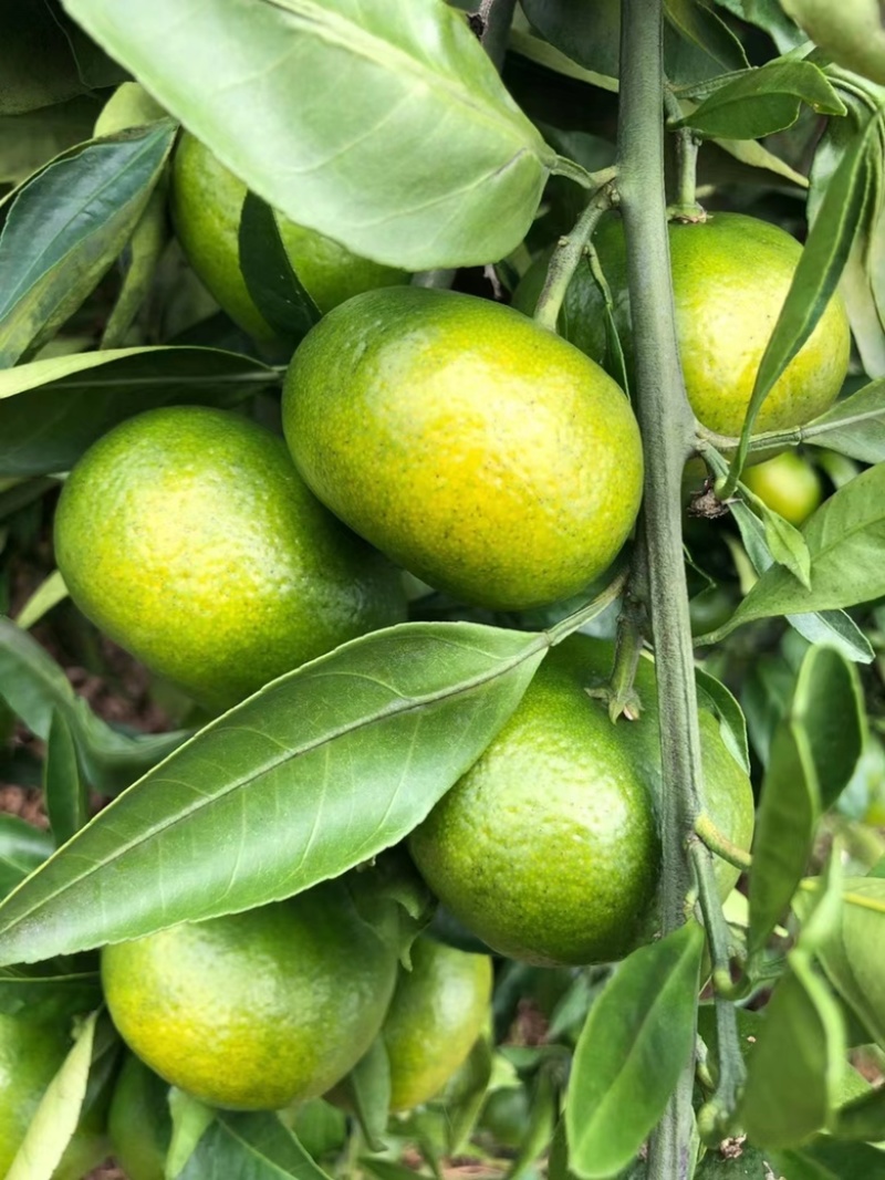 【热烈推荐】湖北秭归蜜橘特早新鲜上市货源充足代发全国