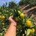 【热烈推荐】湖北秭归蜜橘特早新鲜上市货源充足代发全国