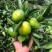 【热烈推荐】湖北秭归蜜橘特早新鲜上市货源充足代发全国