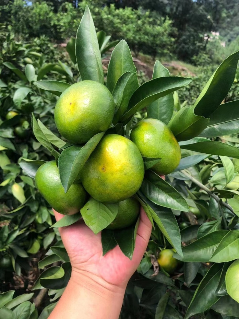 【热烈推荐】湖北秭归蜜橘特早新鲜上市货源充足代发全国
