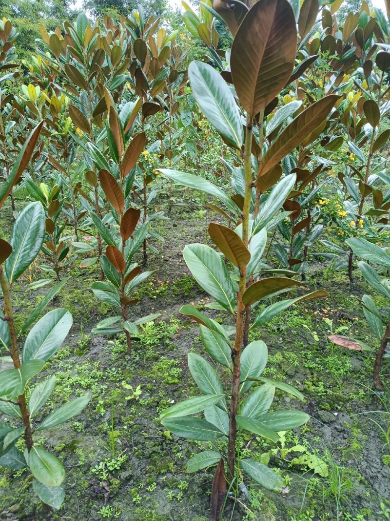 大量出售：广玉兰