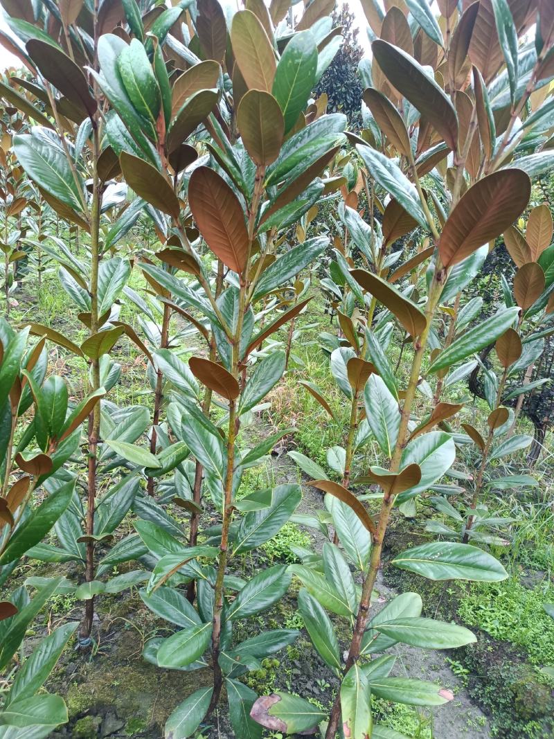 大量出售：广玉兰