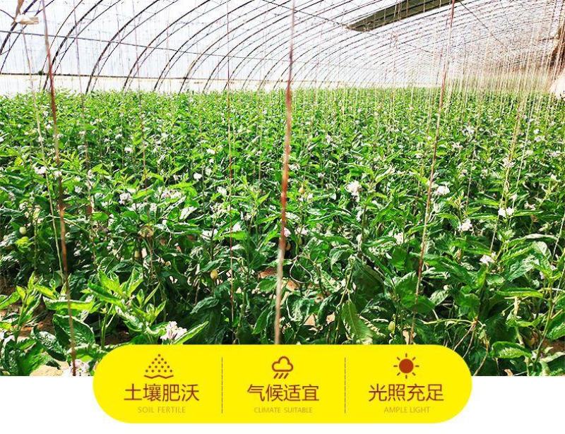 云南石林人参果个大多汁香甜对接市场社区团购一件代发