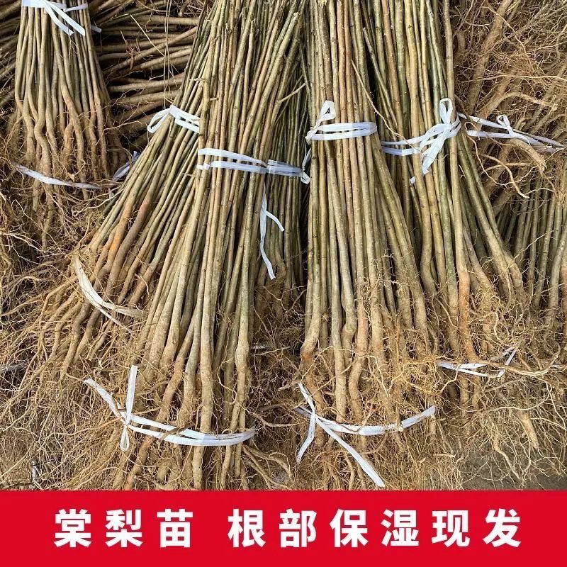 实生梨苗占地苗粘木苗棠梨苗直生梨树苗包成活
