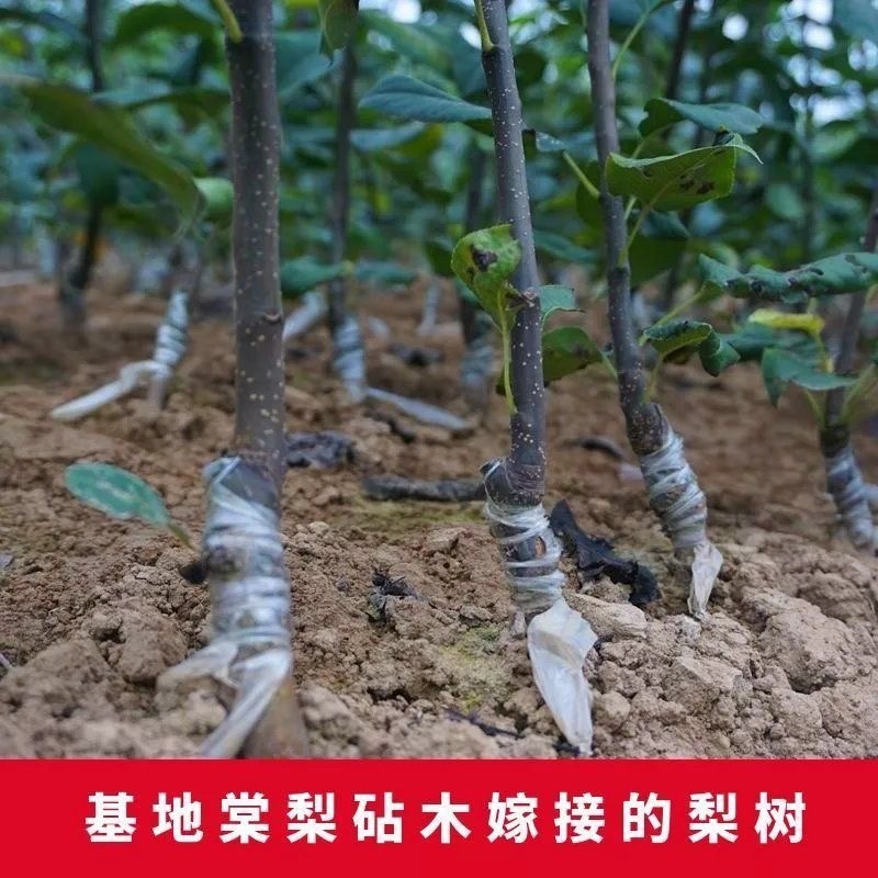实生梨苗占地苗粘木苗棠梨苗直生梨树苗包成活