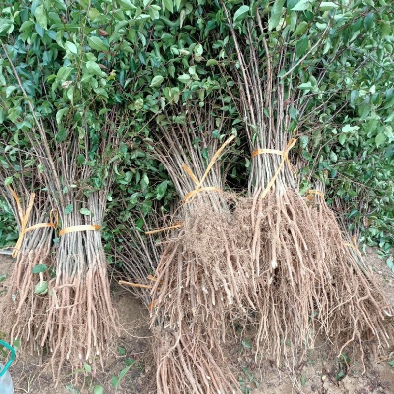实生梨苗占地苗粘木苗棠梨苗直生梨树苗包成活