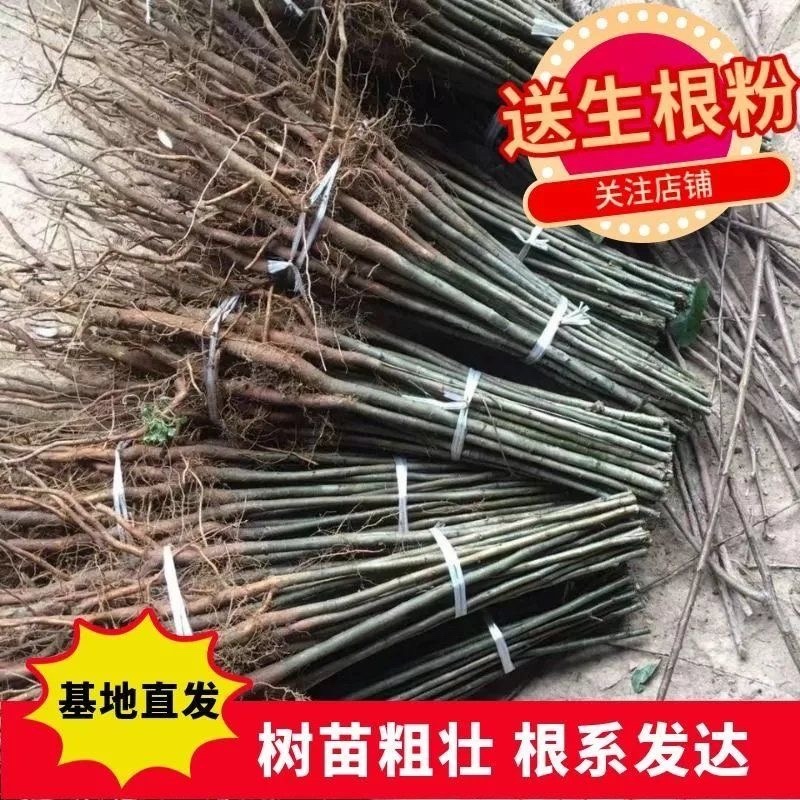 实生梨苗占地苗粘木苗棠梨苗直生梨树苗包成活