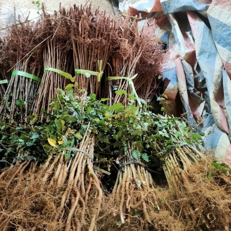 实生梨苗占地苗粘木苗棠梨苗直生梨树苗包成活
