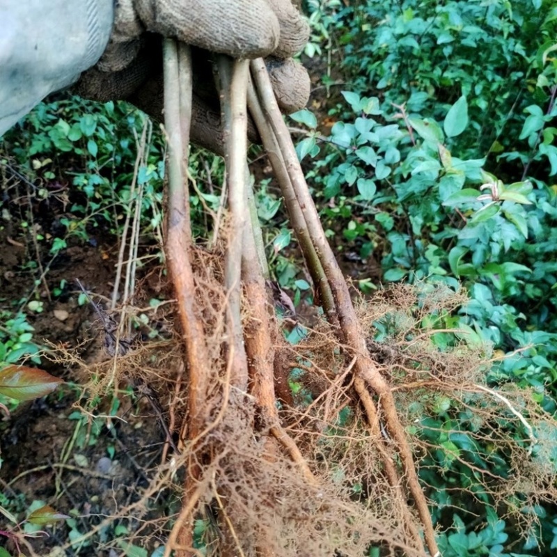 实生梨苗占地苗粘木苗棠梨苗直生梨树苗包成活