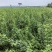 连翘树苗5号山西药用大果连翘苗基地现挖现发根系发达好活