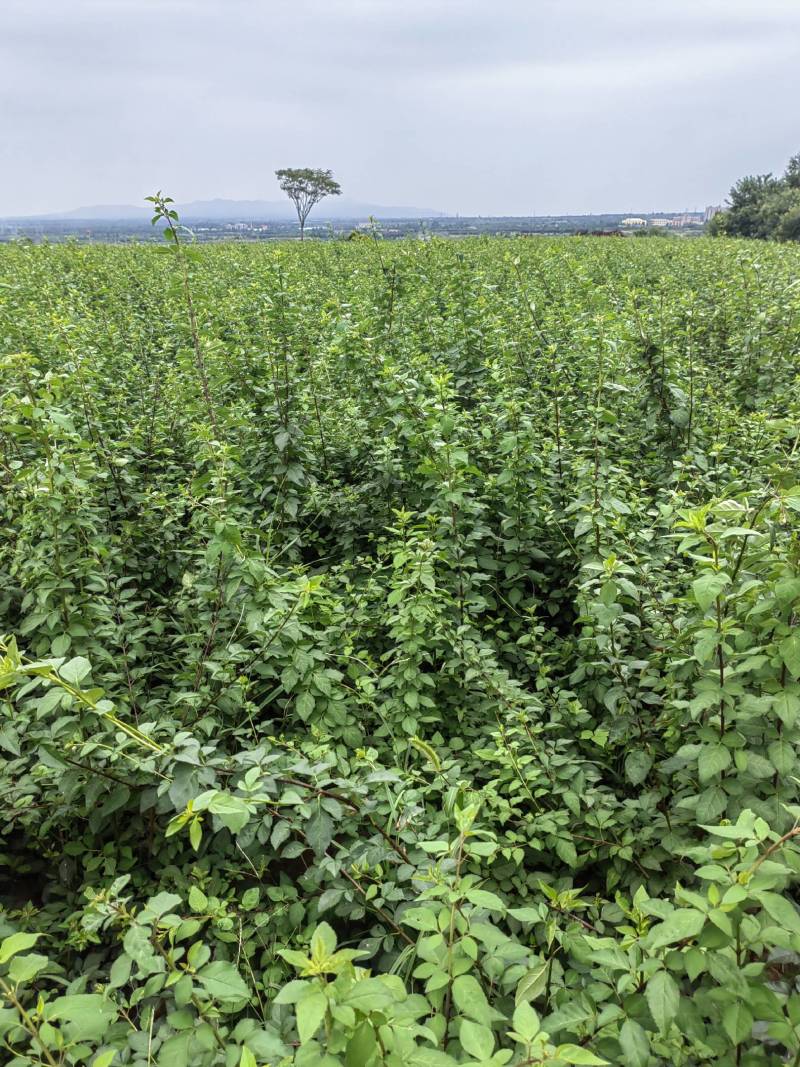 连翘树苗5号山西药用大果连翘苗基地现挖现发根系发达好活