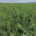 连翘树苗5号山西药用大果连翘苗基地现挖现发根系发达好活