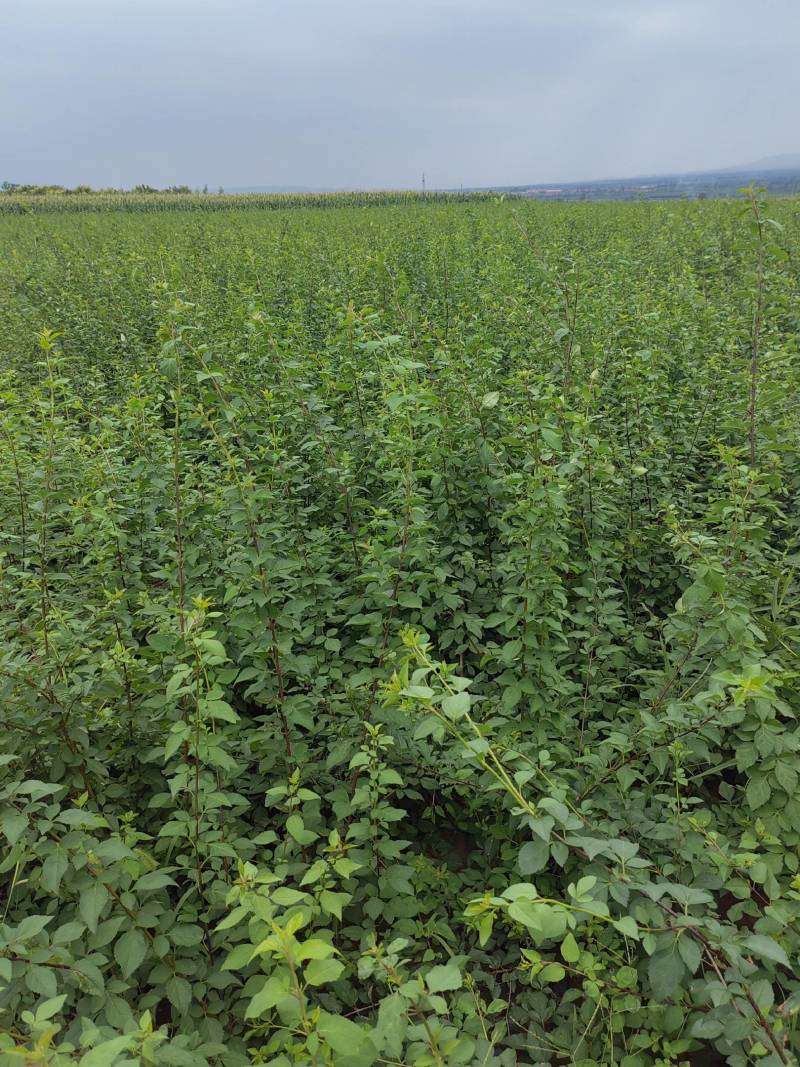 连翘树苗5号山西药用大果连翘苗基地现挖现发根系发达好活