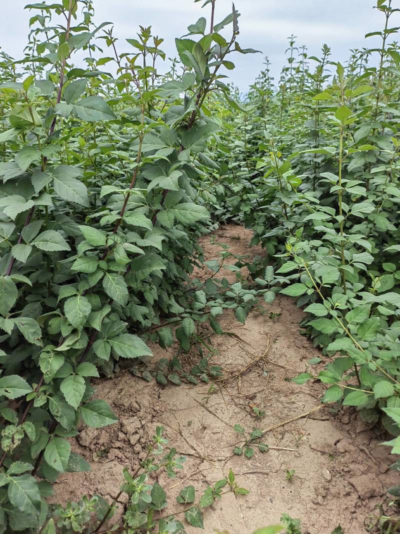 连翘树苗5号山西药用大果连翘苗基地现挖现发根系发达好活