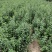 连翘树苗5号山西药用大果连翘苗基地现挖现发根系发达好活