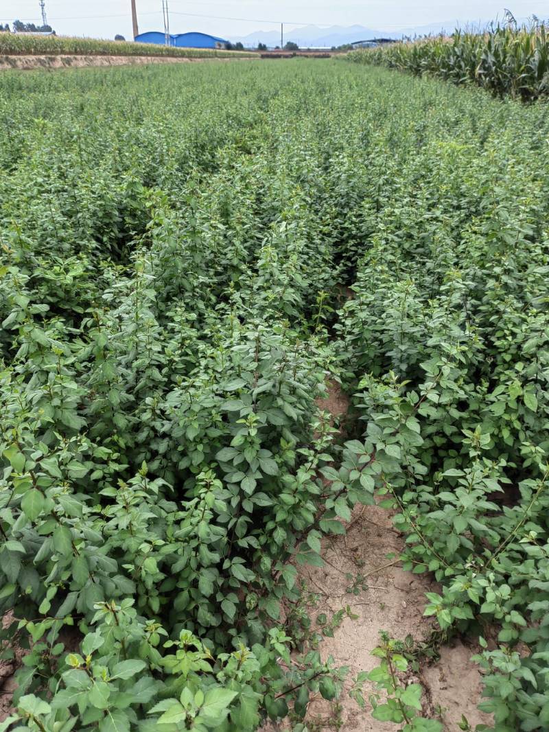 连翘树苗5号山西药用大果连翘苗基地现挖现发根系发达好活