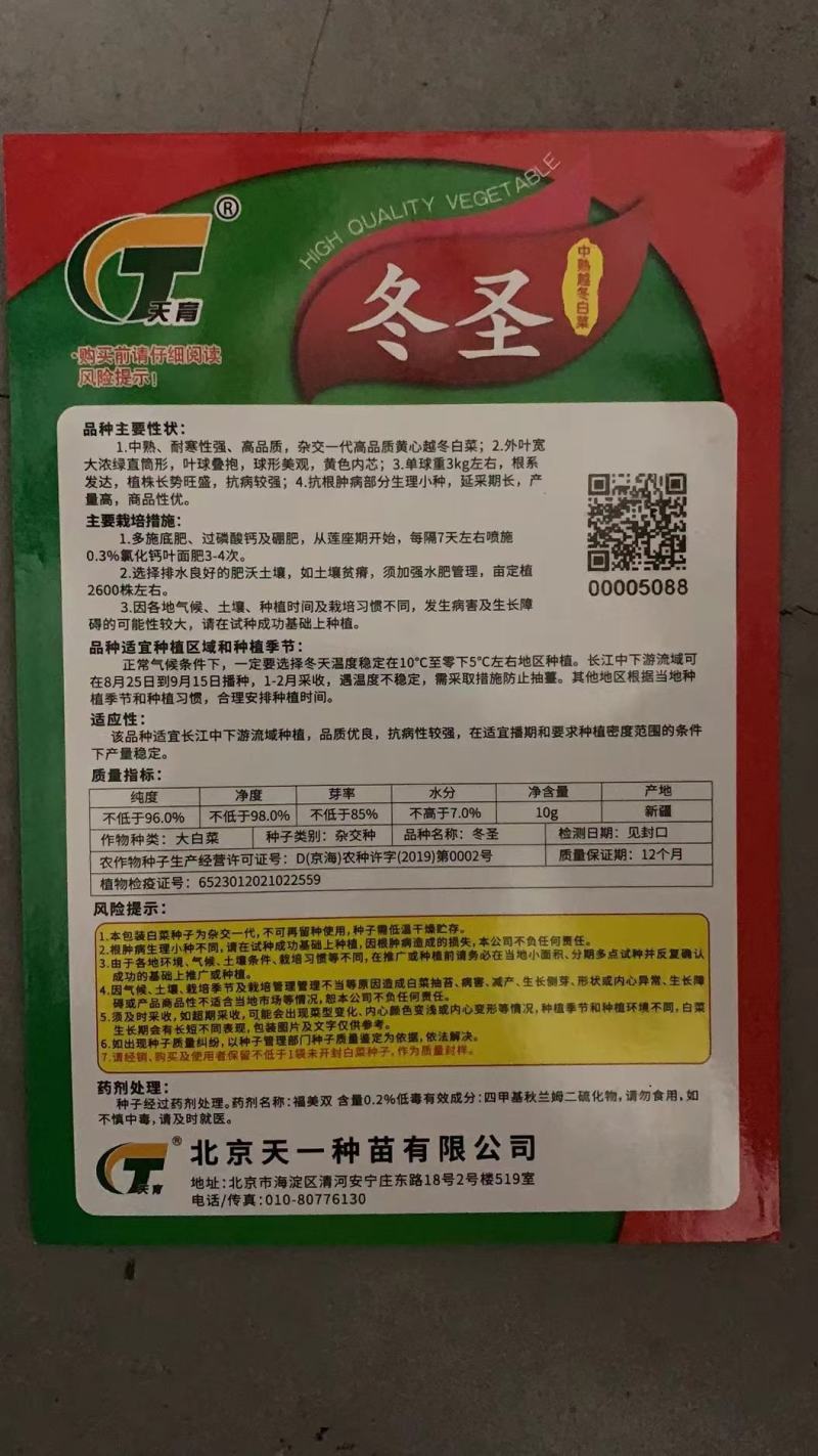 冬圣中熟露地越冬黄心大白菜种子抗病6斤抗根肿病采期长商品