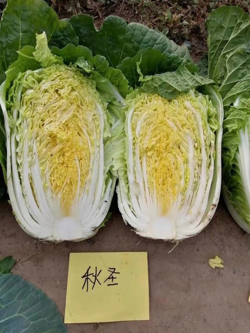 冬圣中熟露地越冬黄心大白菜种子抗病6斤抗根肿病采期长商品