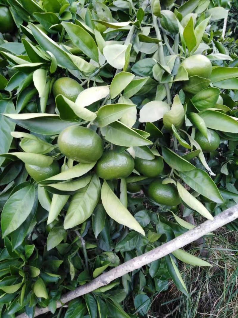 我是卖橘子的