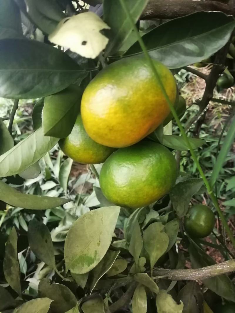 我是卖橘子的