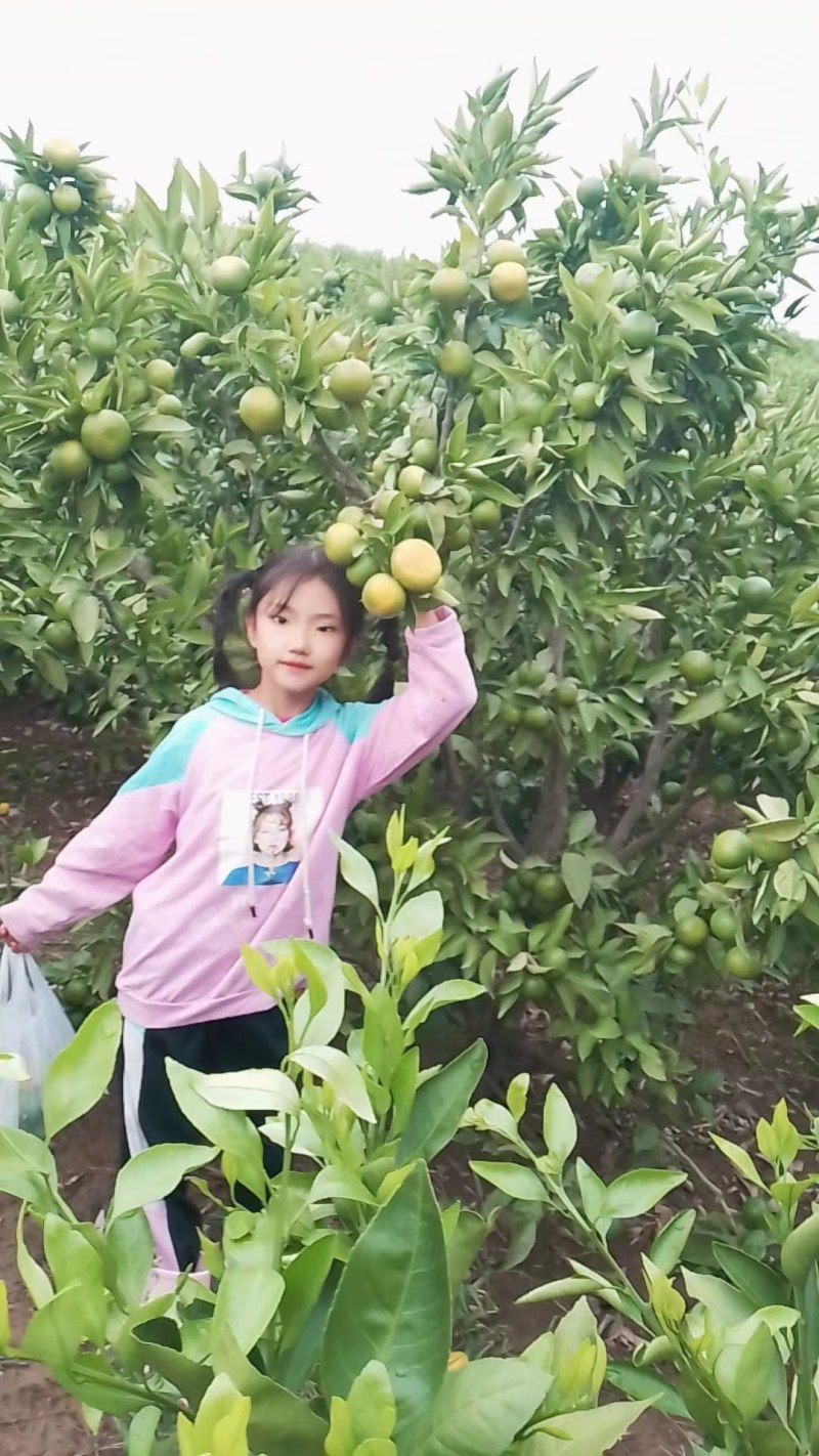 特早熟蜜橘已上市有需要约