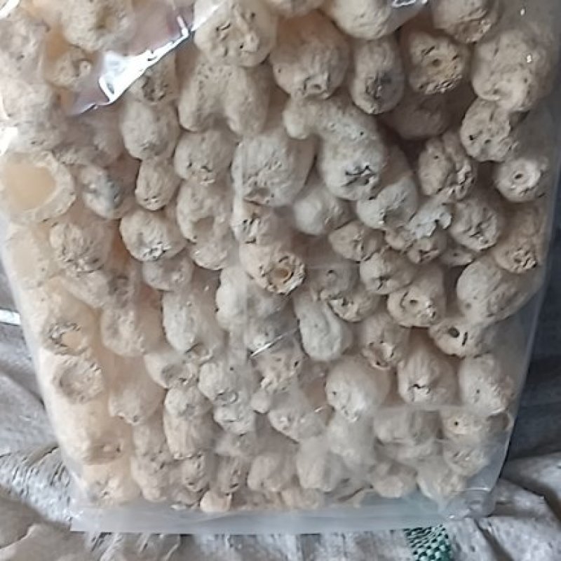 干竹荪