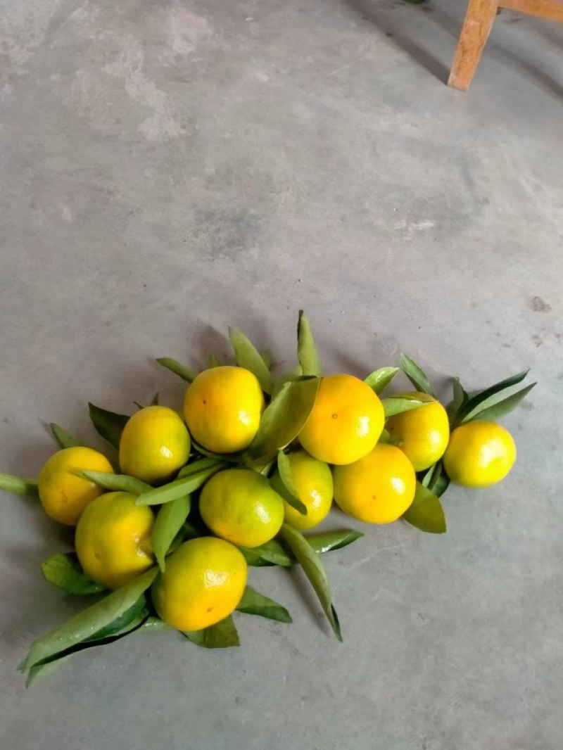 特早熟蜜橘已上市有需要约