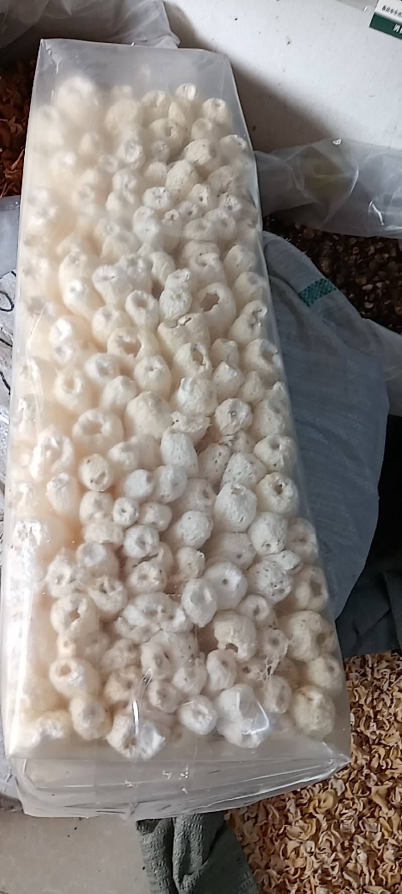 干竹荪