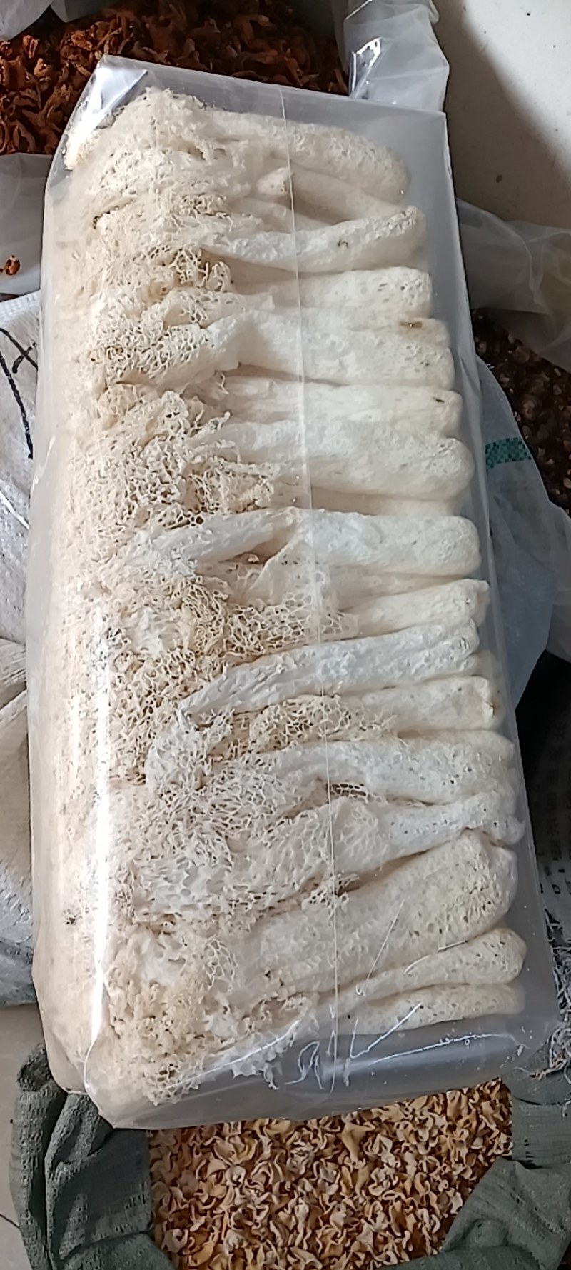 干竹荪