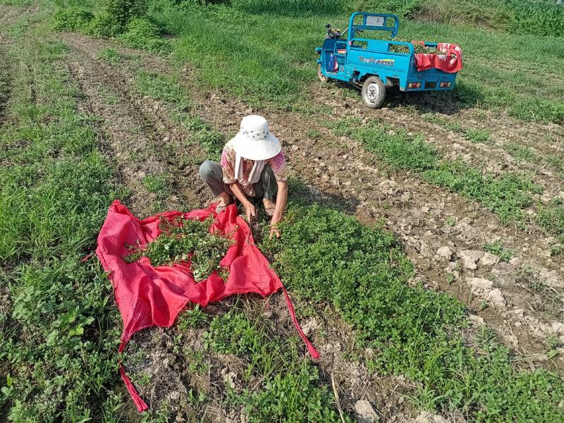 野生自晒干马齿苋菜干蚂蚱菜商用批发包包子干净无杂质