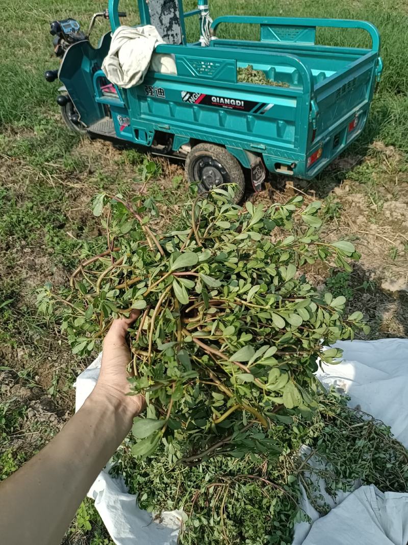 野生自晒干马齿苋菜干蚂蚱菜商用批发包包子干净无杂质