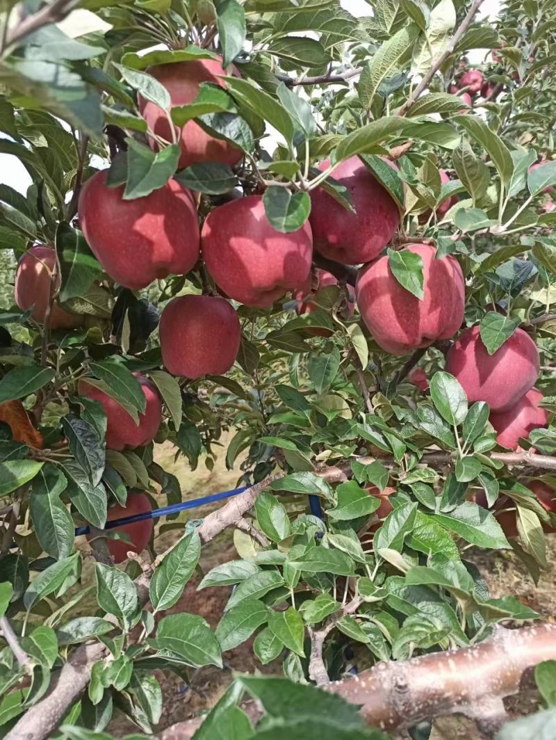 甘肃天水花牛苹果大量上市产地代发货。。。。。