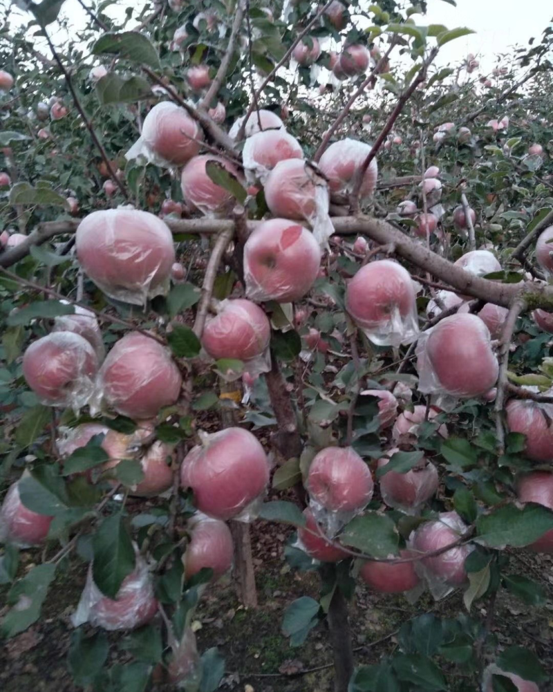 山东红富士苹果
