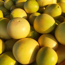电商柚子，市场柚子，皮薄水份充足，电商柚子大量有货